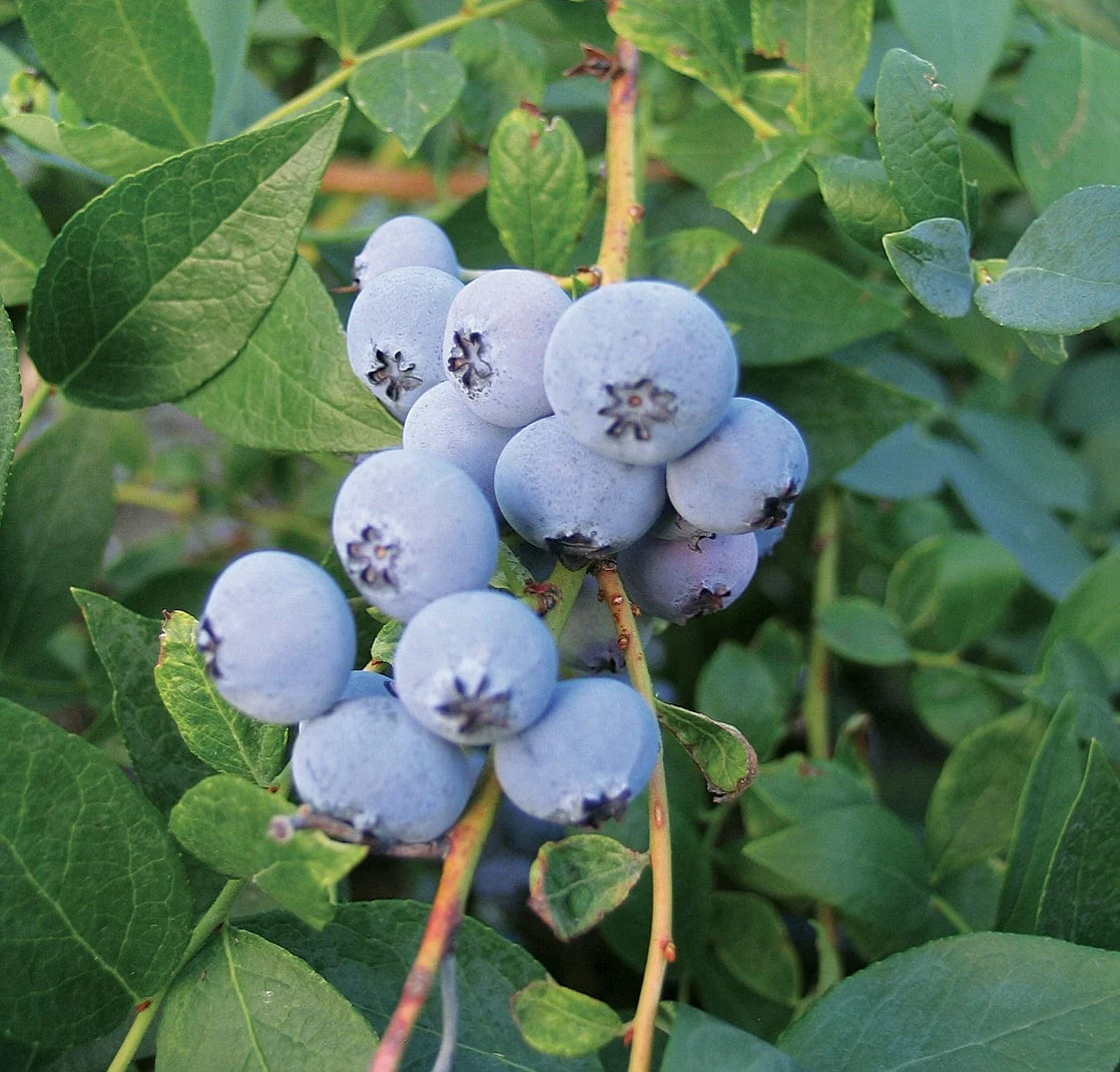 Potted Fruit Trees, Berries & Ornamentals