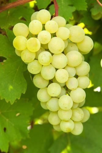 Table Grapes